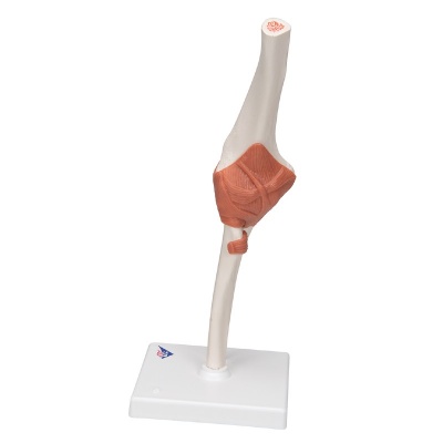 3B Scientific Functional Elbow Joint Model with Ligaments